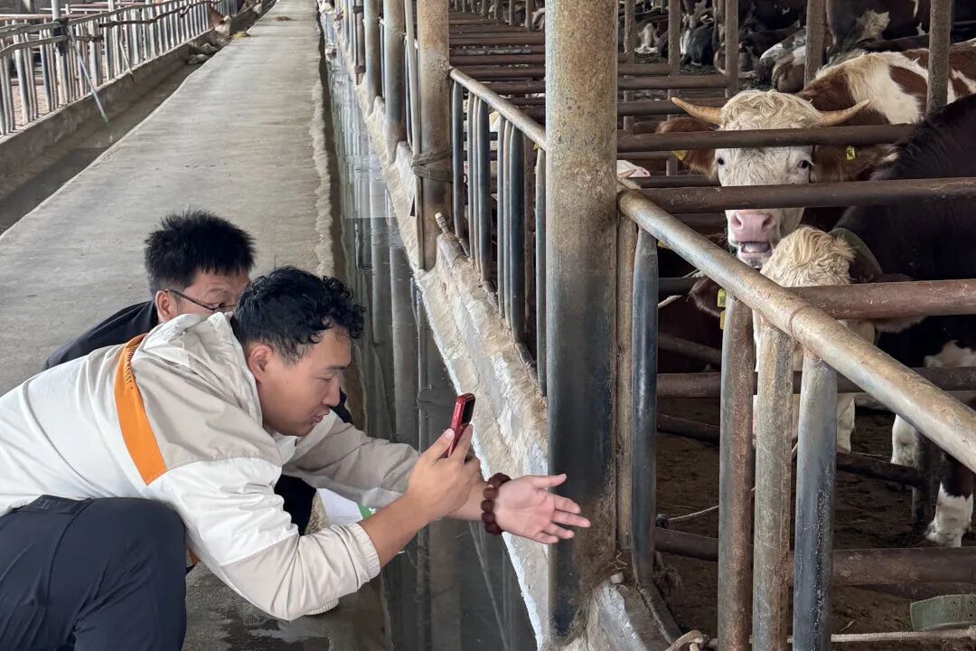 东彩科技AI牛脸识别系统
